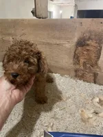 Mini Spartan, a male Miniature Goldendoodle for sale in Centralia, KS – 5 of 5