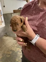 Mini Max-a-million , a male Miniature Goldendoodle for sale in Centralia, KS – 2 of 3