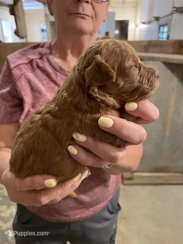 Mini Handsome  – Miniature Goldendoodle puppy for sale in Centralia, KS