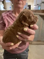 Mini Handsome , a male Miniature Goldendoodle for sale in Centralia, KS – 1 of 4