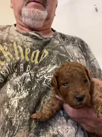 Rambo, a male Miniature Goldendoodle for sale in Centralia, KS – 2 of 5