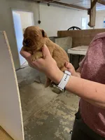 Mini Handsome , a male Miniature Goldendoodle for sale in Centralia, KS – 4 of 4