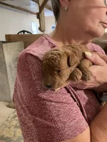 Mini Max-a-million , a male Miniature Goldendoodle for sale in Centralia, KS – 3 of 3