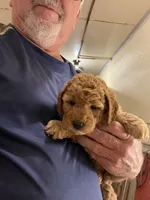 Mini M&M, a male Miniature Goldendoodle for sale in Centralia, KS – 2 of 5