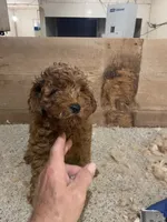 Mini Spartan, a male Miniature Goldendoodle for sale in Centralia, KS – 1 of 5