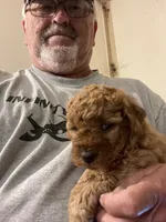 Mini Rudy, a male Miniature Goldendoodle for sale in Centralia, KS – 2 of 4