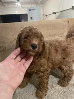 Mini Rusty, a male Miniature Goldendoodle for sale in Centralia, KS – 3 of 6