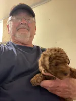 Mini Magic, a male Miniature Goldendoodle for sale in Centralia, KS – 2 of 5