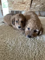Mini Dolly, a female Miniature Goldendoodle for sale in Centralia, KS – 6 of 6