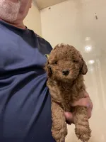 Mini Magic, a male Miniature Goldendoodle for sale in Centralia, KS – 4 of 5