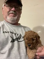Mini Rudy, a male Miniature Goldendoodle for sale in Centralia, KS – 3 of 4