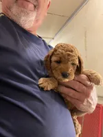 Mini M&M, a male Miniature Goldendoodle for sale in Centralia, KS – 3 of 5