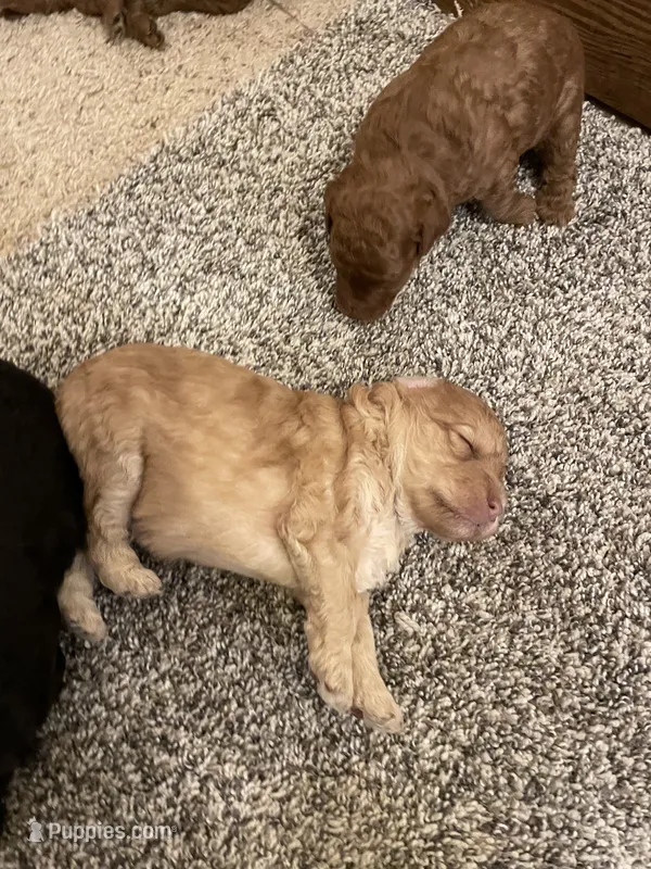 Mini Blond boy – Miniature Goldendoodle puppy for sale in Centralia, KS