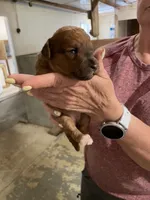 Mini Ruby, a female Miniature Goldendoodle for sale in Centralia, KS – 5 of 6