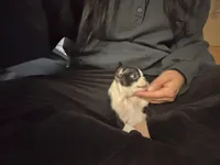 Teacup Boston AKC pedigree, a female Boston Terrier for sale in East Weymouth, MA – Photo 9 of 10