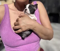 Teacup Boston AKC pedigree, a female Boston Terrier for sale in East Weymouth, MA – Photo 3 of 10