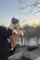 Teacup Boston AKC pedigree, a female Boston Terrier for sale in East Weymouth, MA – Photo 4 of 10