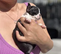 Teacup Boston AKC pedigree, a female Boston Terrier for sale in East Weymouth, MA – Photo 1 of 10