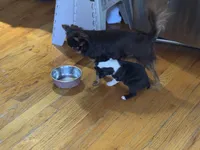 Teacup Boston AKC pedigree, a female Boston Terrier for sale in East Weymouth, MA – Photo 8 of 10