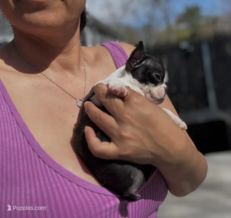Teacup Boston AKC pedigree – Boston Terrier puppy for sale in East Weymouth, MA