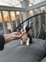 Teacup Boston AKC pedigree, a female Boston Terrier for sale in East Weymouth, MA – Photo 7 of 10