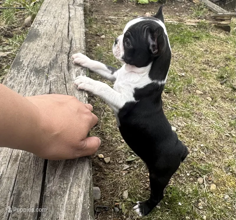Teacup Boston AKC pedigree – Boston Terrier puppy for sale in East Weymouth, MA