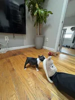 Tiny 10 week Boston AKC , a female Boston Terrier for sale in East Weymouth, MA – 7 of 9