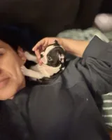 Teacup Boston AKC pedigree, a female Boston Terrier for sale in East Weymouth, MA – Photo 6 of 10