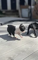 Teacup Boston AKC pedigree, a female Boston Terrier for sale in East Weymouth, MA – Photo 5 of 10