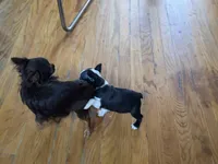 Teacup Boston AKC pedigree, a female Boston Terrier for sale in East Weymouth, MA – Photo 10 of 10