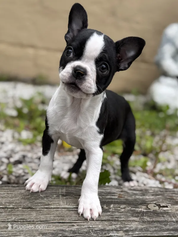 Tiny 10 week Boston AKC  – Boston Terrier puppy for sale in East Weymouth, MA