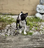 Tiny Tiny Tinkerbell Pedigree , a female Boston Terrier for sale in East Weymouth, MA – 3 of 10