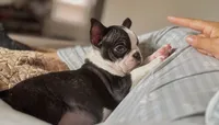 Tiny Tiny Tinkerbell Pedigree , a female Boston Terrier for sale in East Weymouth, MA – 7 of 10