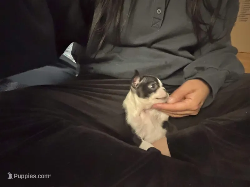 Extra Tiny Female AKC Boston Terrier – Boston Terrier puppy for sale in East Weymouth, MA