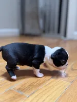 Female AKC Boston Terrier, a female Boston Terrier for sale in East Weymouth, MA – Photo 5 of 8