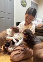 Female AKC Boston Terrier, a female Boston Terrier for sale in East Weymouth, MA – Photo 8 of 8