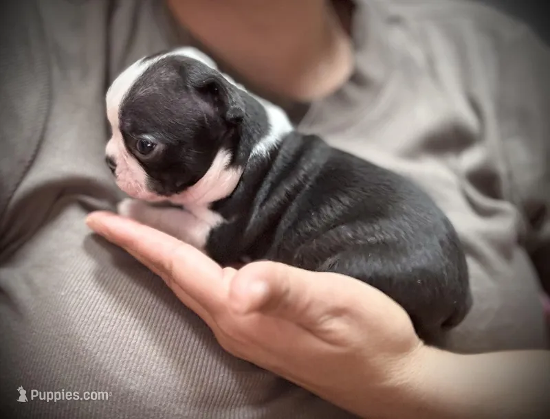 Female AKC Boston Terrier – Boston Terrier puppy for sale in East Weymouth, MA