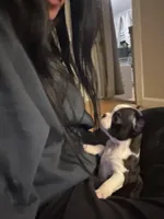 Extra Tiny Female AKC Boston Terrier, a female Boston Terrier for sale in East Weymouth, MA – Photo 2 of 9