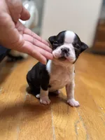 Female AKC Boston Terrier, a female Boston Terrier for sale in East Weymouth, MA – Photo 2 of 8