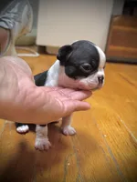 Female AKC Boston Terrier, a female Boston Terrier for sale in East Weymouth, MA – Photo 6 of 8