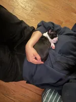 Extra Tiny Female AKC Boston Terrier, a female Boston Terrier for sale in East Weymouth, MA – Photo 3 of 9