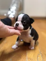 Female AKC Boston Terrier, a female Boston Terrier for sale in East Weymouth, MA – Photo 4 of 8