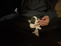 Extra Tiny Female AKC Boston Terrier, a female Boston Terrier for sale in East Weymouth, MA – Photo 5 of 9