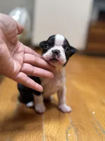 Female AKC Boston Terrier, a female Boston Terrier for sale in East Weymouth, MA – Photo 3 of 8