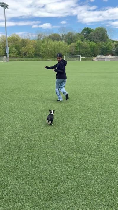 Tiny Tiny Tinkerbell Pedigree , a female Boston Terrier for sale in East Weymouth, MA – 10 of 10