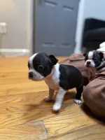 Akc Boston Terrier Male, a male Boston Terrier for sale in East Weymouth, MA – Photo 8 of 8