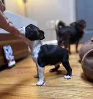 Akc Boston Terrier Male, a male Boston Terrier for sale in East Weymouth, MA – Photo 5 of 8
