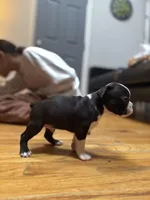 Akc Boston Terrier Male, a male Boston Terrier for sale in East Weymouth, MA – Photo 3 of 8