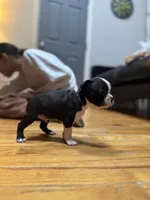 Akc Boston Terrier Male, a male Boston Terrier for sale in East Weymouth, MA – Photo 4 of 8