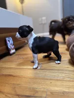 Akc Boston Terrier Male, a male Boston Terrier for sale in East Weymouth, MA – Photo 7 of 8